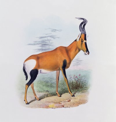 Antilope, du 